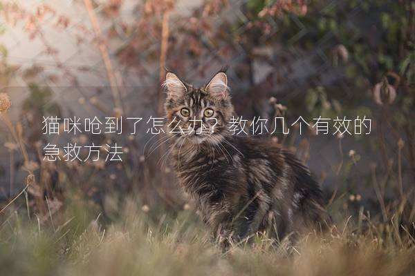 猫咪呛到了怎么办？教你几个有效的急救方法