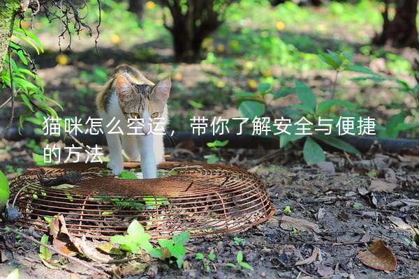 猫咪怎么空运，带你了解安全与便捷的方法