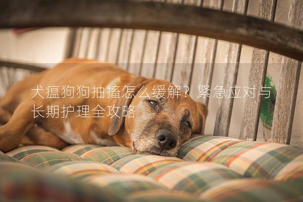 犬瘟狗狗抽搐怎么缓解？紧急应对与长期护理全攻略