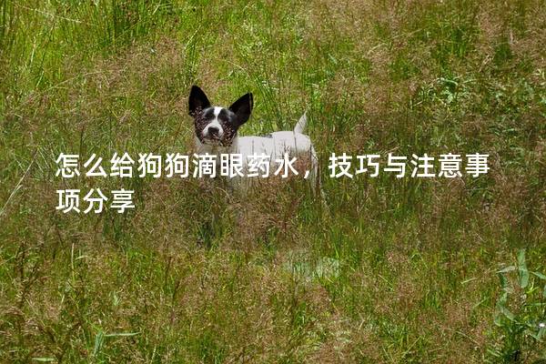 怎么给狗狗滴眼药水，技巧与注意事项分享
