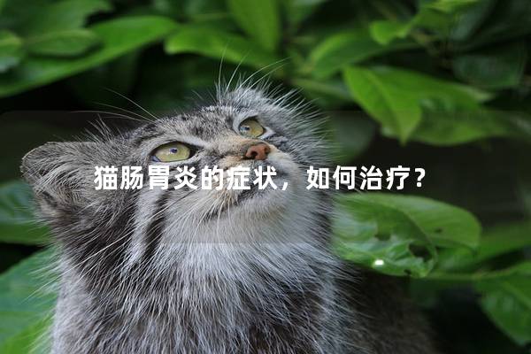 猫肠胃炎的症状，如何治疗？