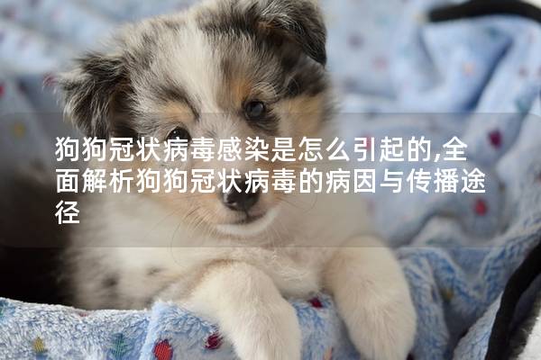 狗狗冠状病毒感染是怎么引起的,全面解析狗狗冠状病毒的病因与传播途径