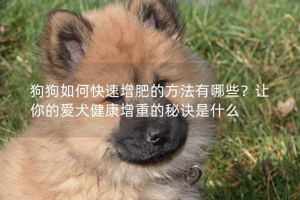 狗狗如何快速增肥的方法有哪些？让你的爱犬健康增重的秘诀是什么
