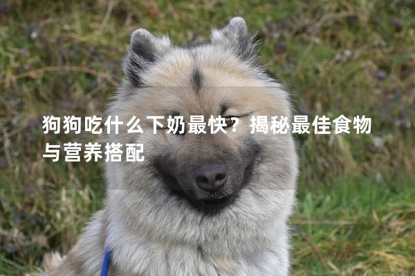 狗狗吃什么下奶最快？揭秘最佳食物与营养搭配