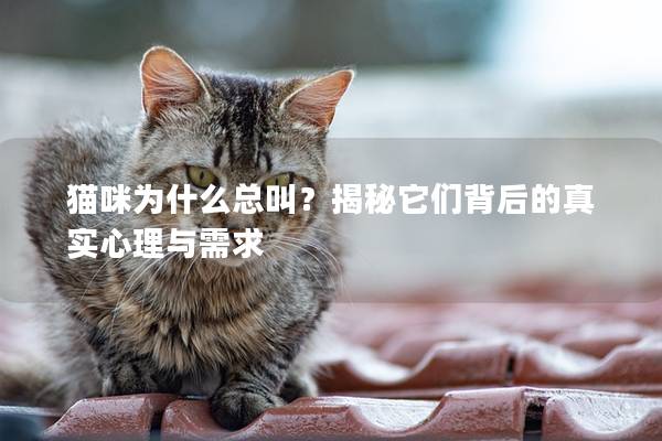 猫咪为什么总叫？揭秘它们背后的真实心理与需求