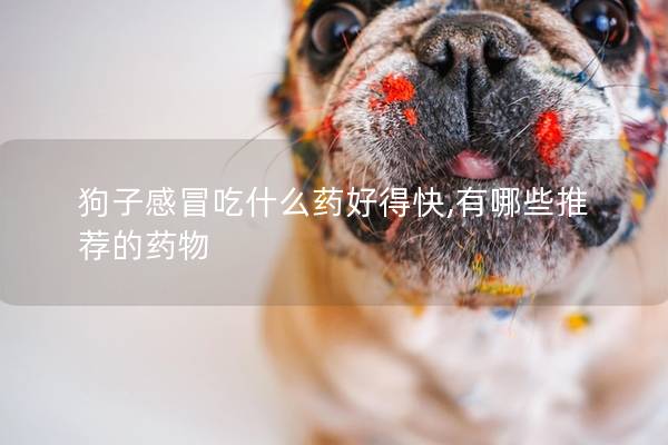 狗子感冒吃什么药好得快,有哪些推荐的药物