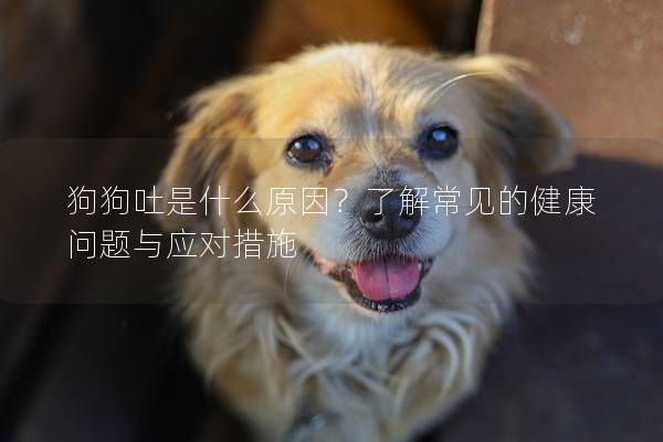 狗狗吐是什么原因？了解常见的健康问题与应对措施