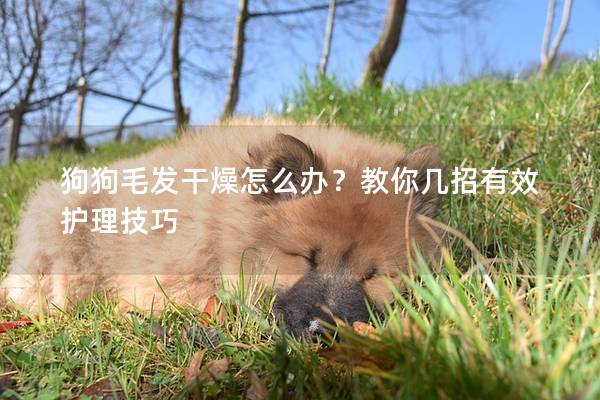 狗狗毛发干燥怎么办？教你几招有效护理技巧