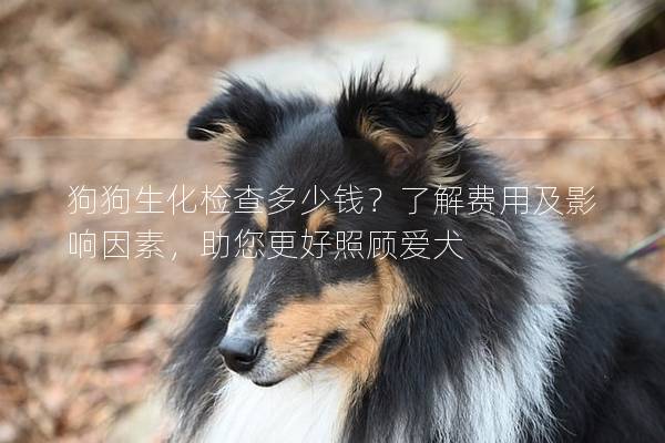 狗狗生化检查多少钱？了解费用及影响因素，助您更好照顾爱犬