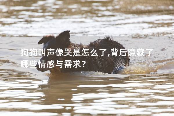 狗狗叫声像哭是怎么了,背后隐藏了哪些情感与需求？