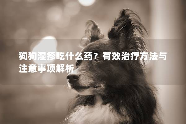 狗狗湿疹吃什么药？有效治疗方法与注意事项解析