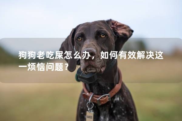 狗狗老吃屎怎么办，如何有效解决这一烦恼问题？