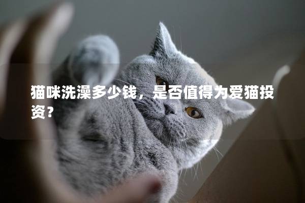 猫咪洗澡多少钱，是否值得为爱猫投资？