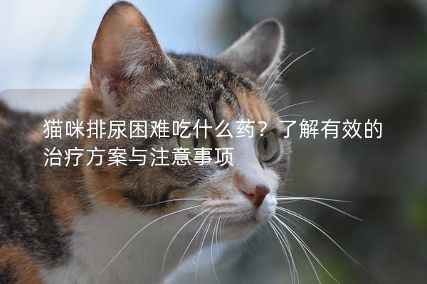 猫咪排尿困难吃什么药？了解有效的治疗方案与注意事项