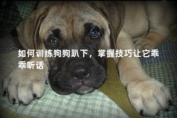 如何训练狗狗趴下，掌握技巧让它乖乖听话