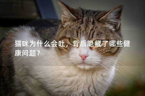 猫咪为什么会吐，背后隐藏了哪些健康问题？