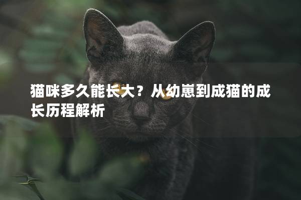 猫咪多久能长大？从幼崽到成猫的成长历程解析