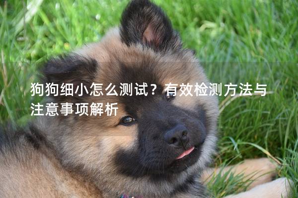 狗狗细小怎么测试？有效检测方法与注意事项解析