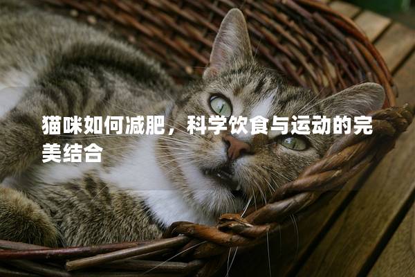 猫咪如何减肥，科学饮食与运动的完美结合