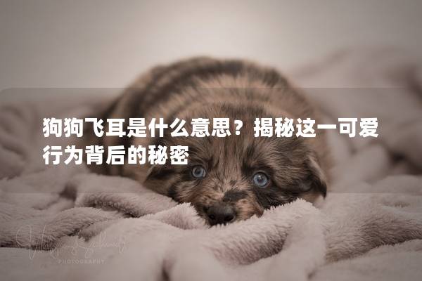 狗狗飞耳是什么意思？揭秘这一可爱行为背后的秘密