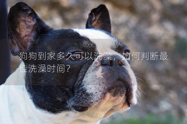 狗狗到家多久可以洗澡，如何判断最佳洗澡时间？