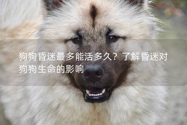狗狗昏迷最多能活多久？了解昏迷对狗狗生命的影响