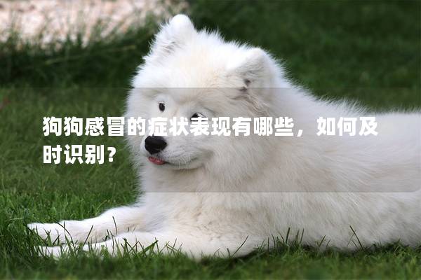 狗狗感冒的症状表现有哪些，如何及时识别？