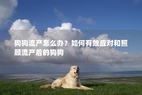 狗狗流产怎么办？如何有效应对和照顾流产后的狗狗