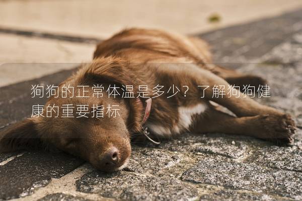 狗狗的正常体温是多少？了解狗狗健康的重要指标