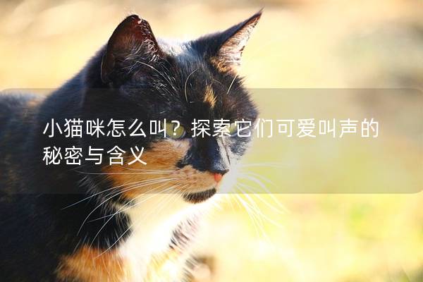 小猫咪怎么叫？探索它们可爱叫声的秘密与含义