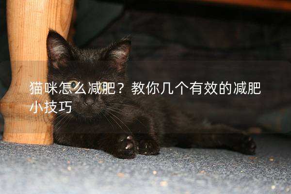 猫咪怎么减肥？教你几个有效的减肥小技巧