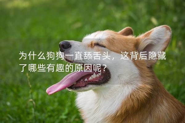为什么狗狗一直舔舌头，这背后隐藏了哪些有趣的原因呢？