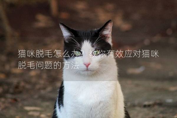 猫咪脱毛怎么办？教你有效应对猫咪脱毛问题的方法