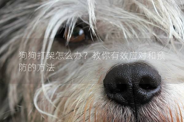 狗狗打架怎么办？教你有效应对和预防的方法