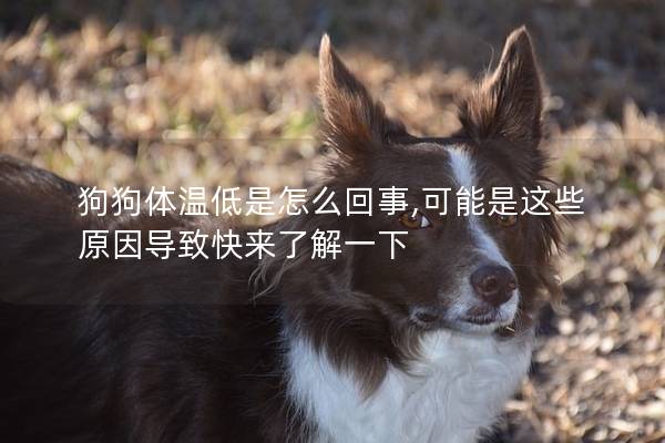 狗狗体温低是怎么回事,可能是这些原因导致快来了解一下