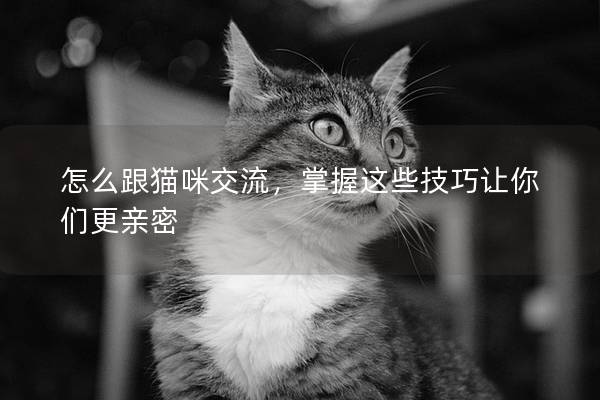 怎么跟猫咪交流，掌握这些技巧让你们更亲密