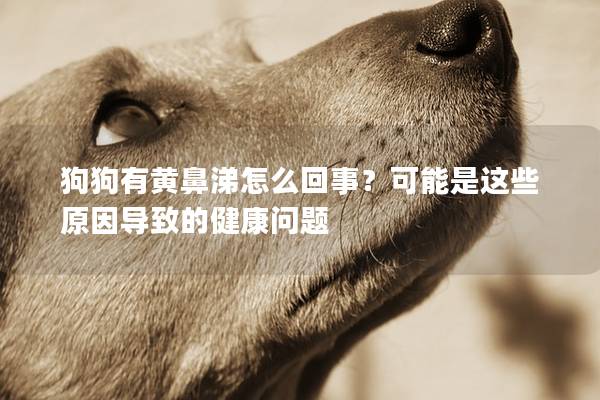 狗狗有黄鼻涕怎么回事？可能是这些原因导致的健康问题
