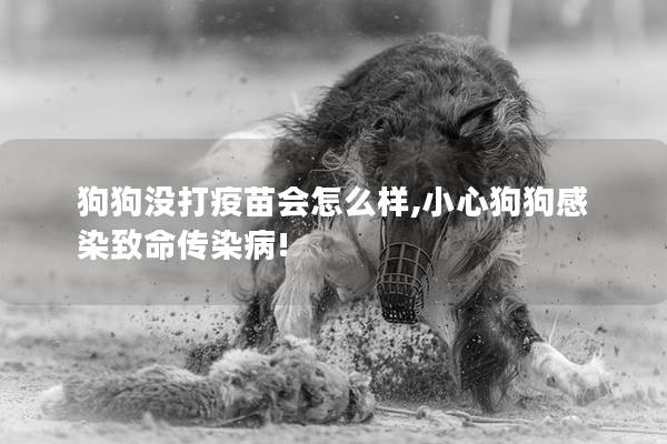 狗狗没打疫苗会怎么样,小心狗狗感染致命传染病!