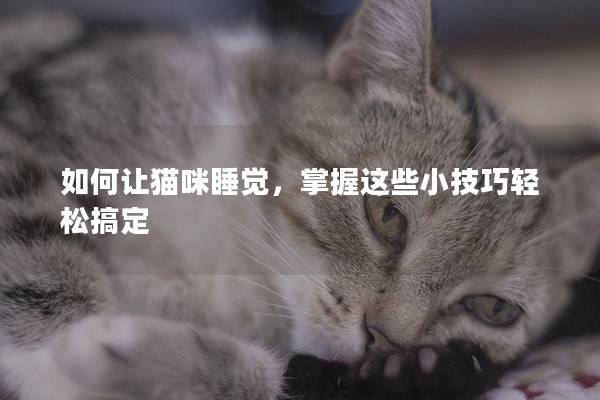 如何让猫咪睡觉，掌握这些小技巧轻松搞定