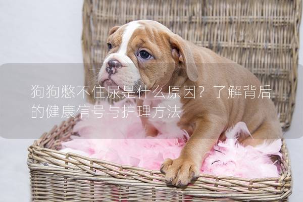 狗狗憋不住尿是什么原因？了解背后的健康信号与护理方法