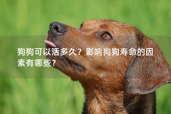 狗狗可以活多久？影响狗狗寿命的因素有哪些？