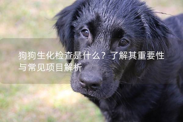狗狗生化检查是什么？了解其重要性与常见项目解析