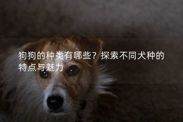狗狗的种类有哪些？探索不同犬种的特点与魅力