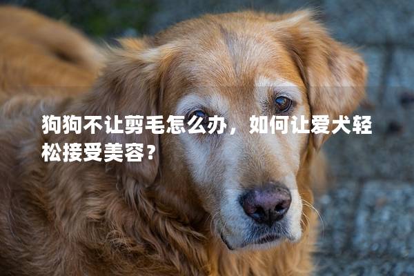 狗狗不让剪毛怎么办，如何让爱犬轻松接受美容？