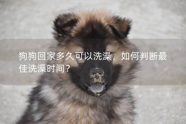 狗狗回家多久可以洗澡，如何判断最佳洗澡时间？