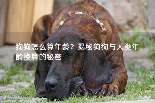 狗狗怎么算年龄？揭秘狗狗与人类年龄换算的秘密