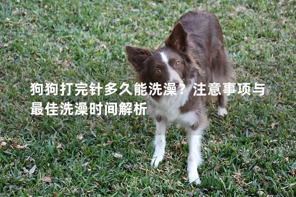 狗狗打完针多久能洗澡？注意事项与最佳洗澡时间解析