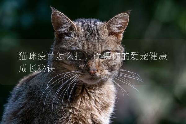 猫咪疫苗怎么打，确保你的爱宠健康成长秘诀