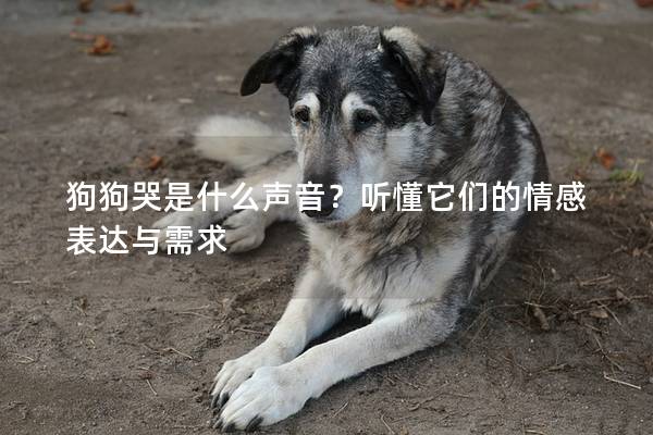 狗狗哭是什么声音？听懂它们的情感表达与需求