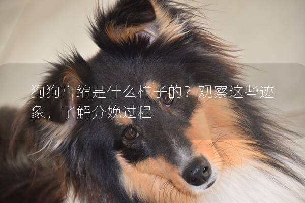 狗狗宫缩是什么样子的？观察这些迹象，了解分娩过程